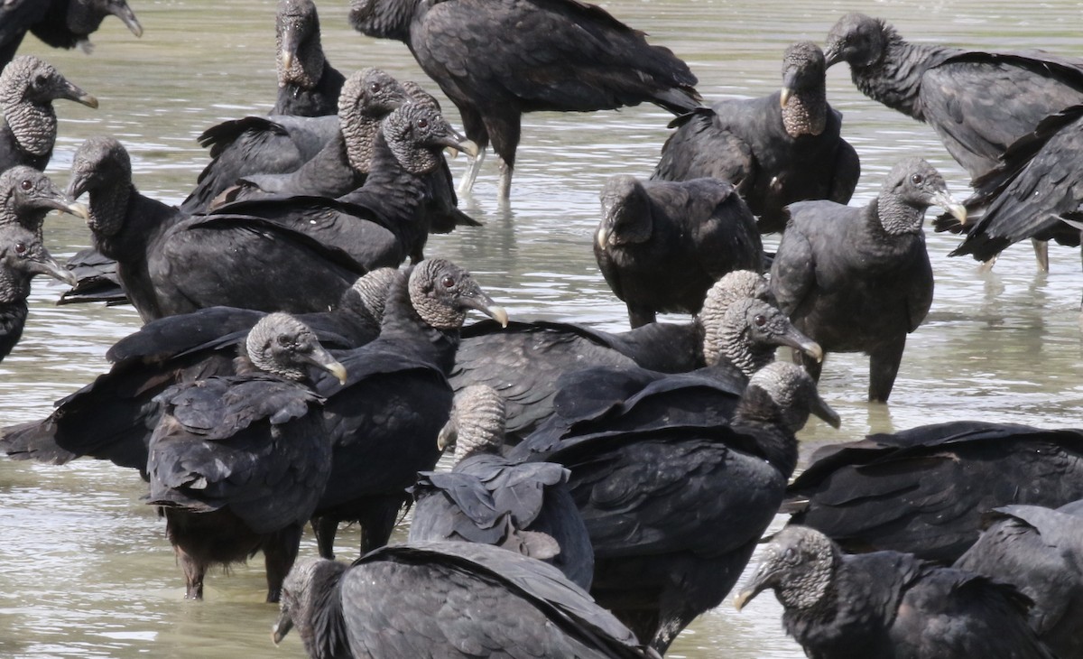 Black Vulture - John Bruin