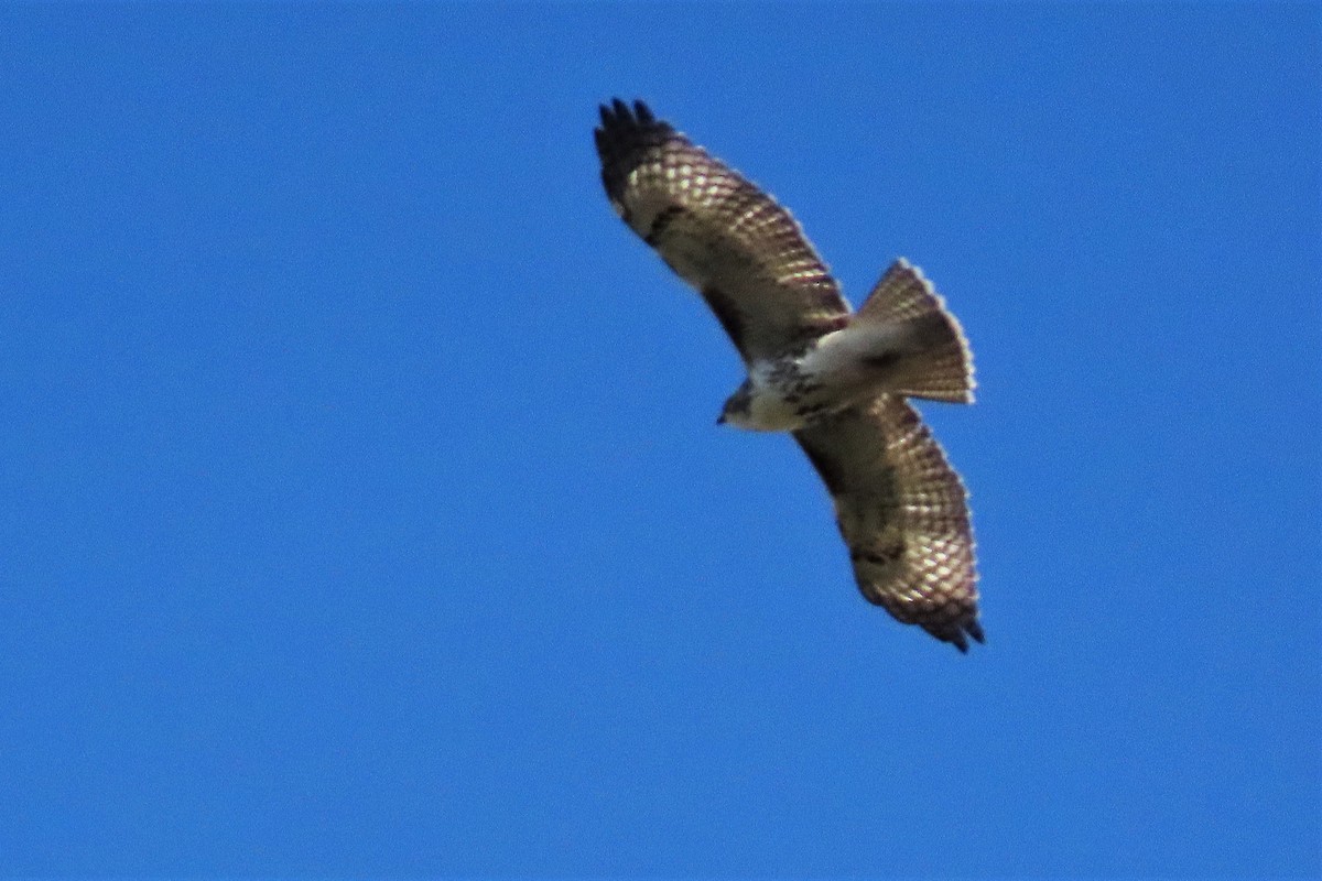 Red-tailed Hawk - ML184406271