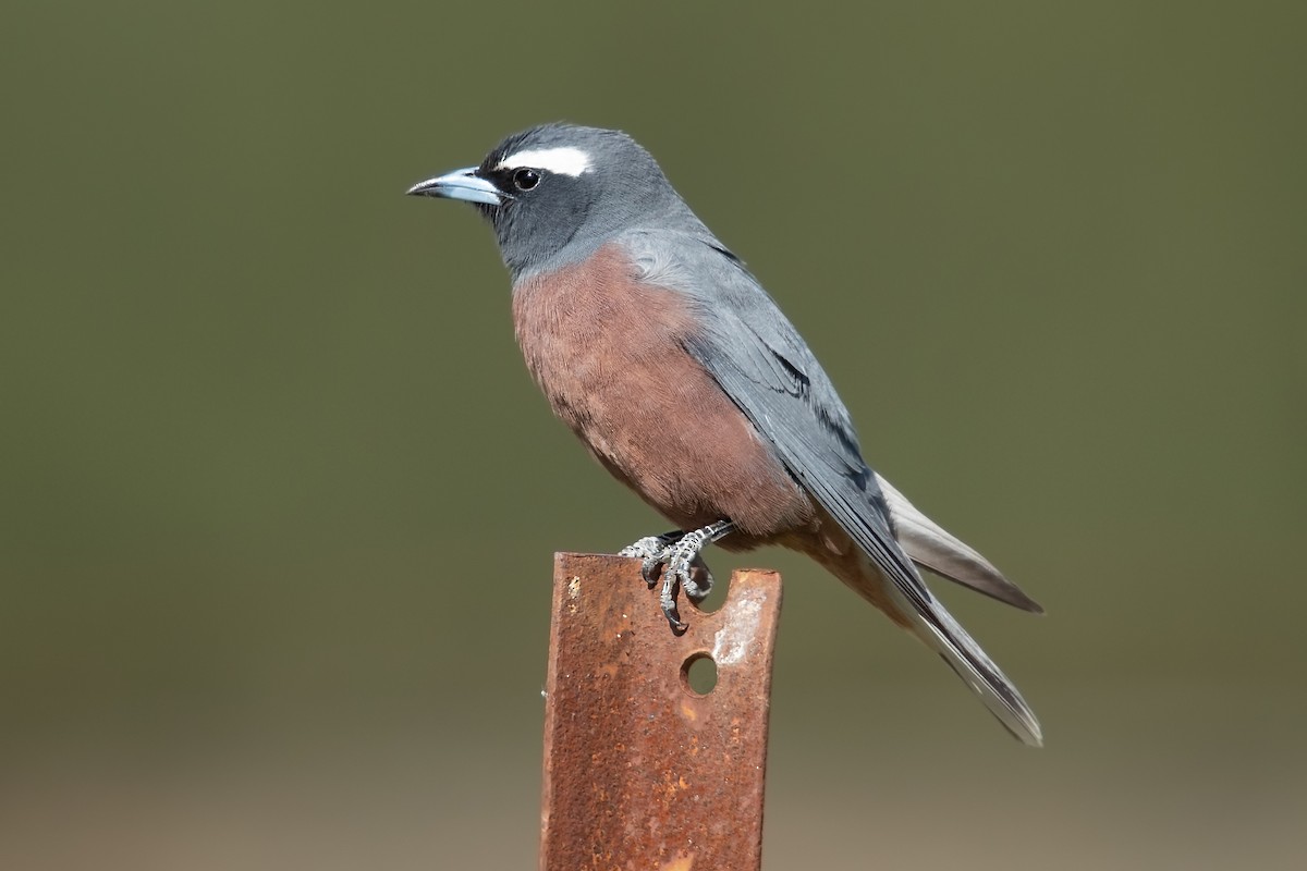 White-browed Woodswallow - ML184411871