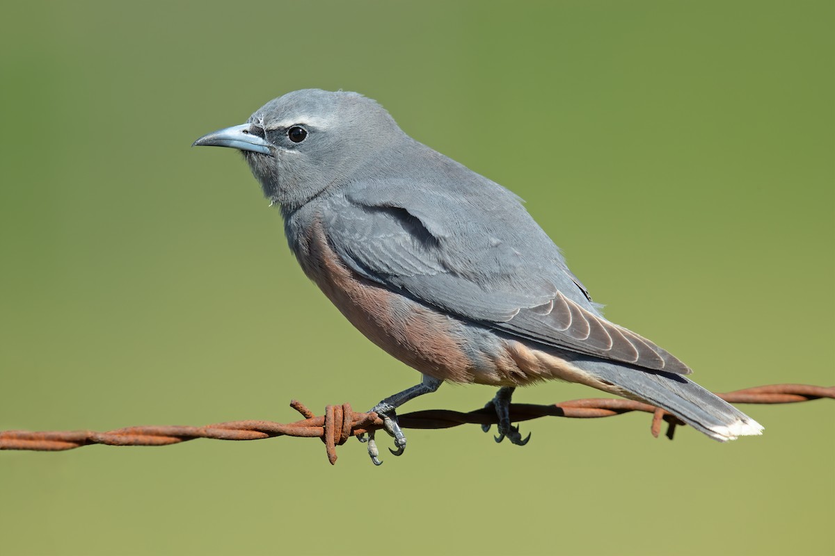 White-browed Woodswallow - ML184411951