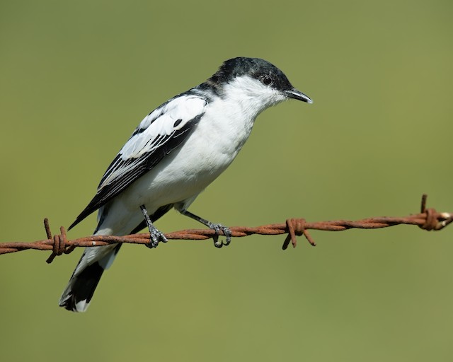White-winged Triller