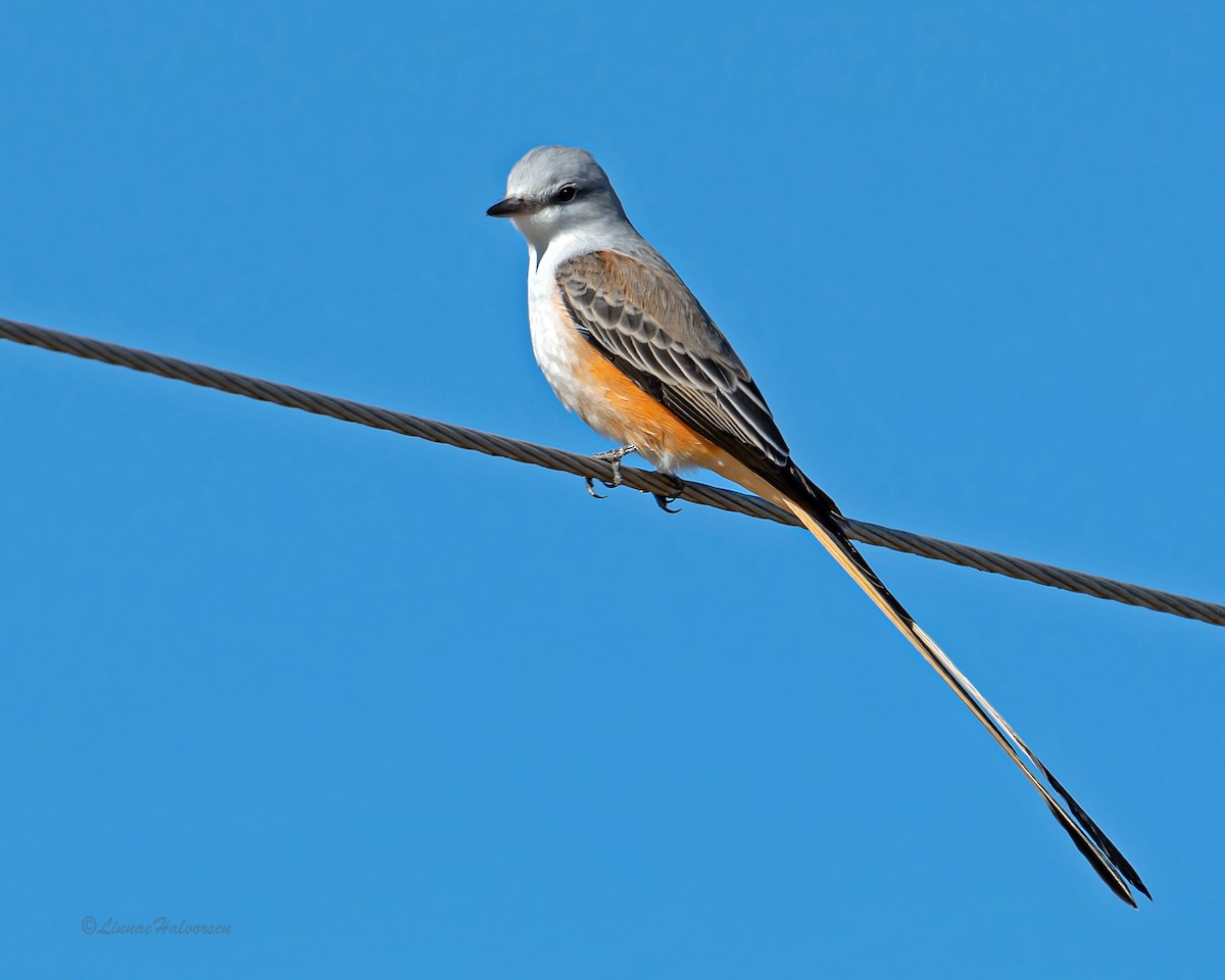 Scissor-tailed Flycatcher - Linn H