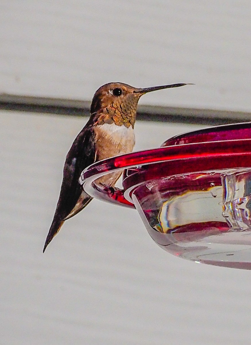 Rufous Hummingbird - Tom Gilde