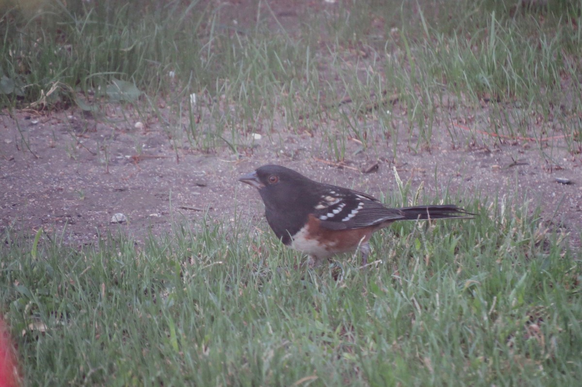 Spotted Towhee - David Goodward