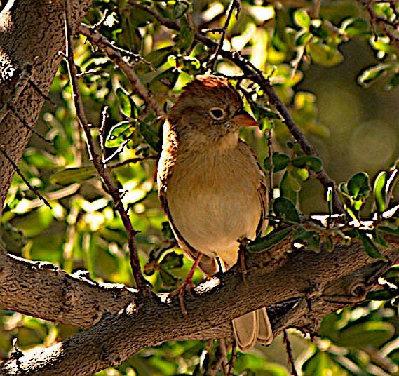 Field Sparrow - Steve and Sue Whitmer
