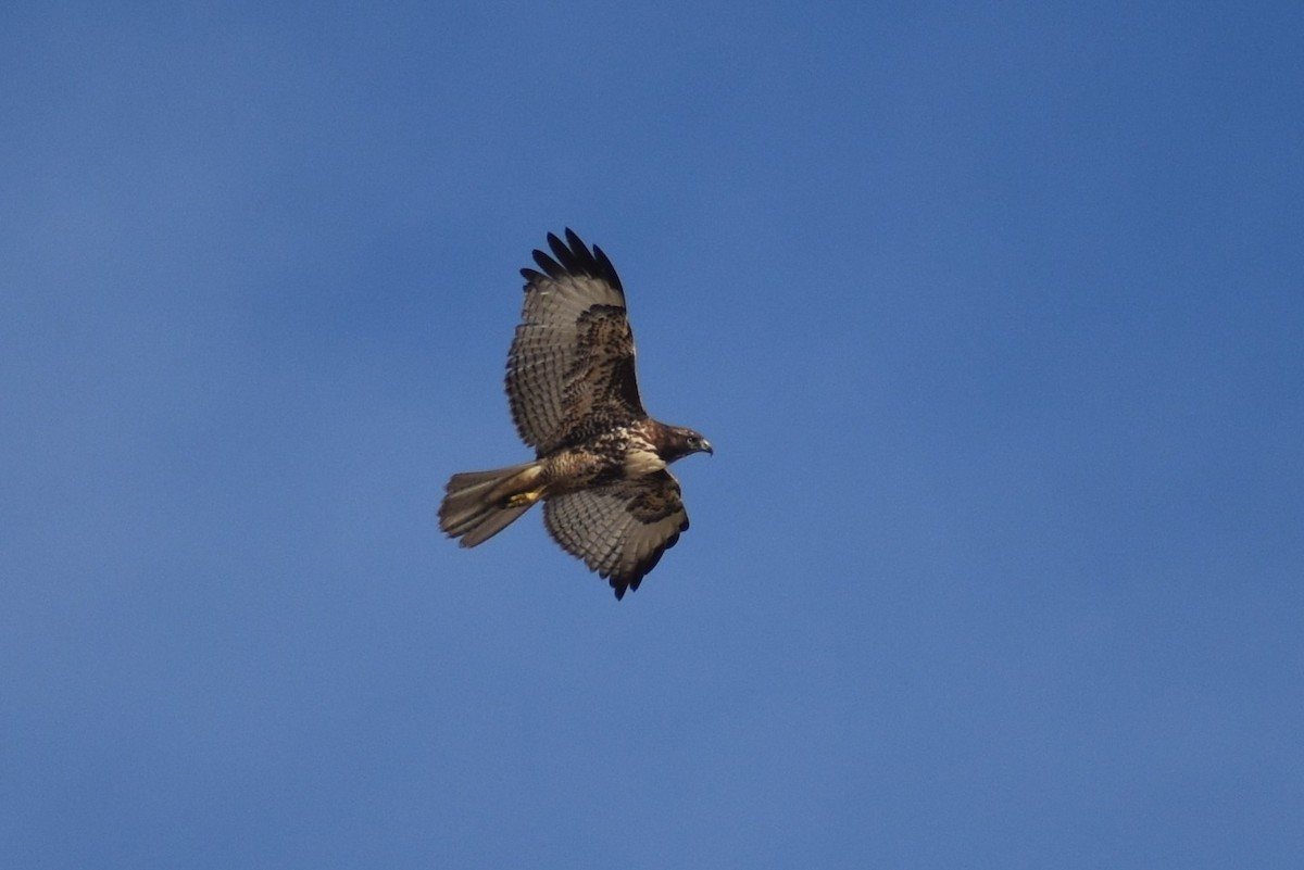 Red-tailed Hawk - ML184423731