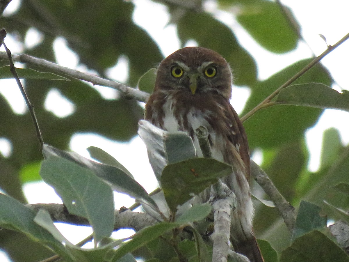 Ferruginous Pygmy-Owl - ML184426751