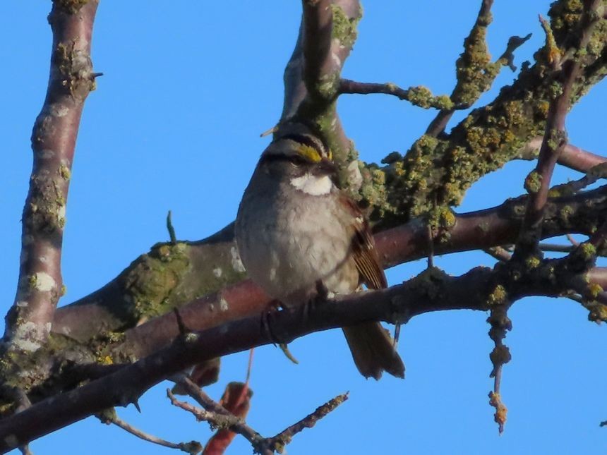White-throated Sparrow - Kaichi Huang
