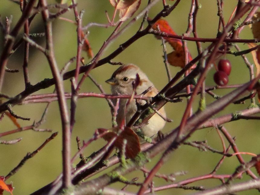 American Tree Sparrow - Kaichi Huang