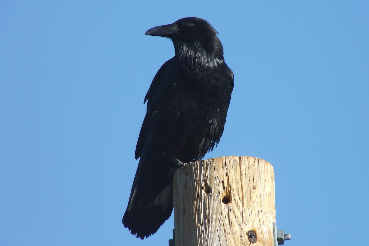 Common Raven - ML184433241