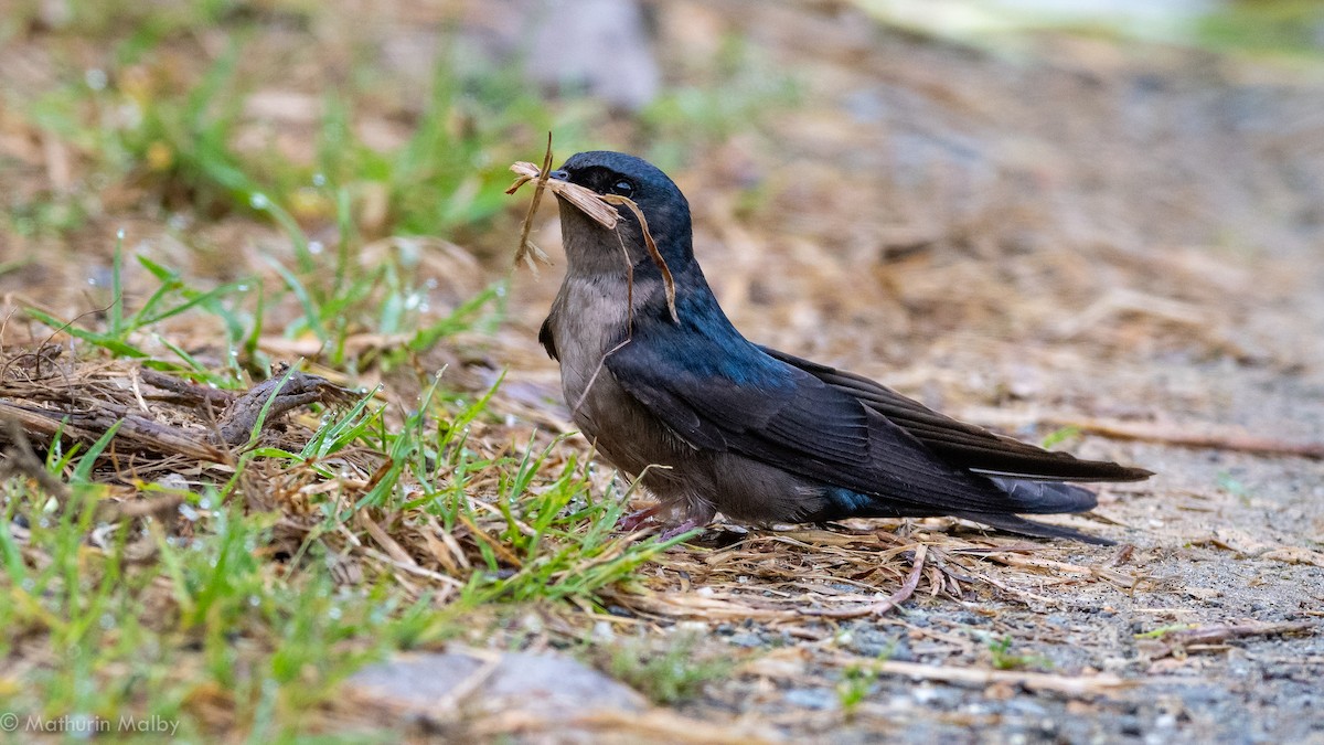 Brown-bellied Swallow - Mathurin Malby
