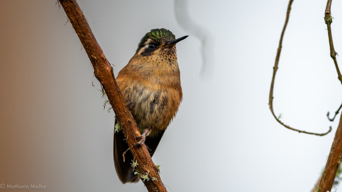 Speckled Hummingbird - Mathurin Malby