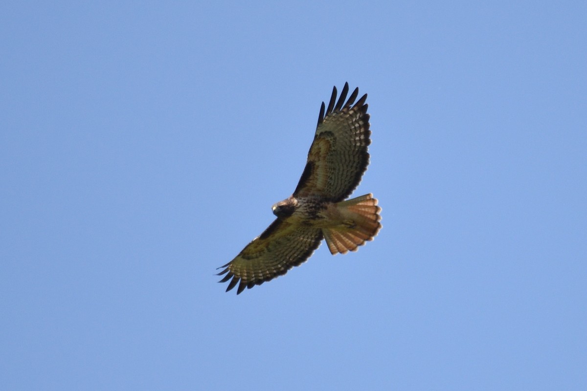 Red-tailed Hawk - ML184434581