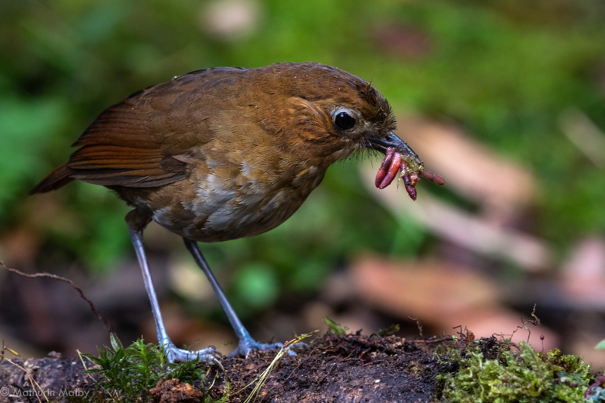 Brown-banded Antpitta - Mathurin Malby