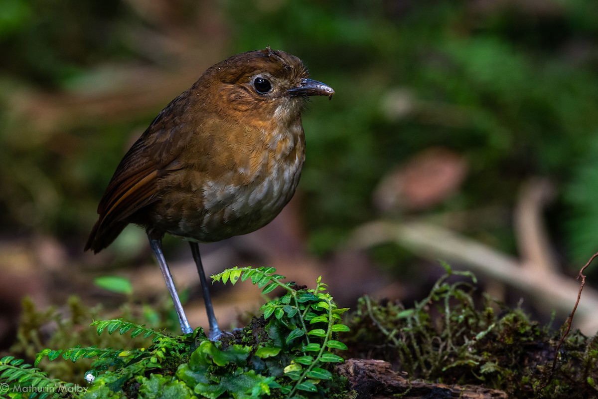 Brown-banded Antpitta - ML184435481