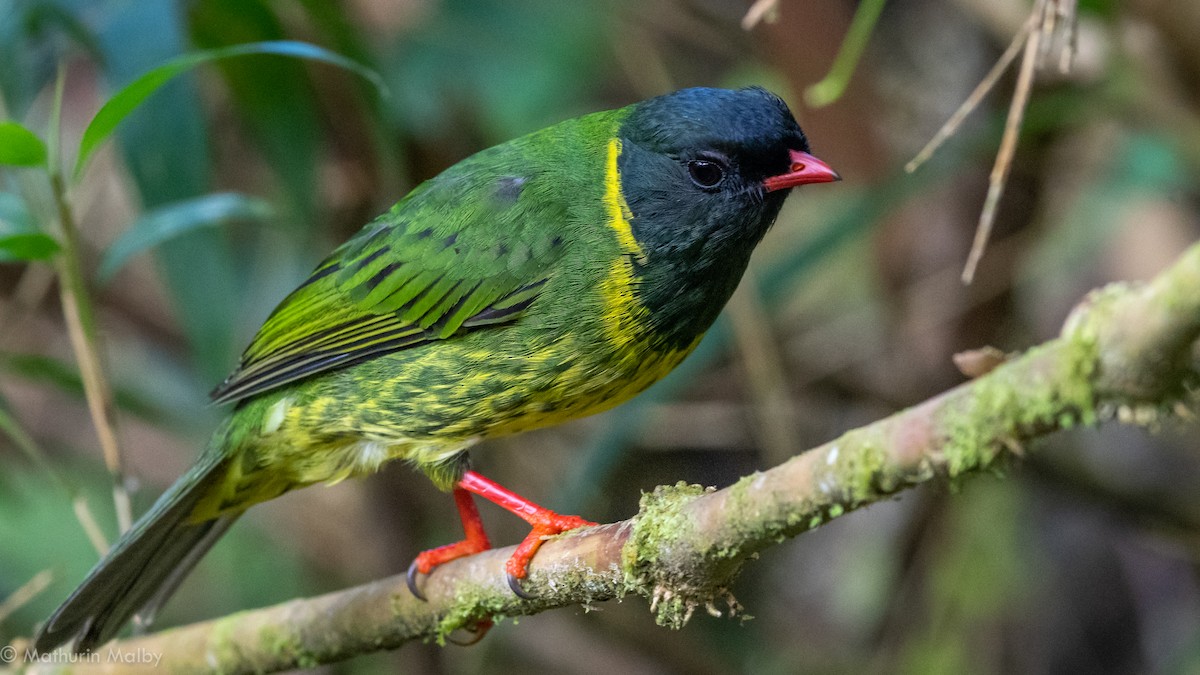 Green-and-black Fruiteater - ML184435601