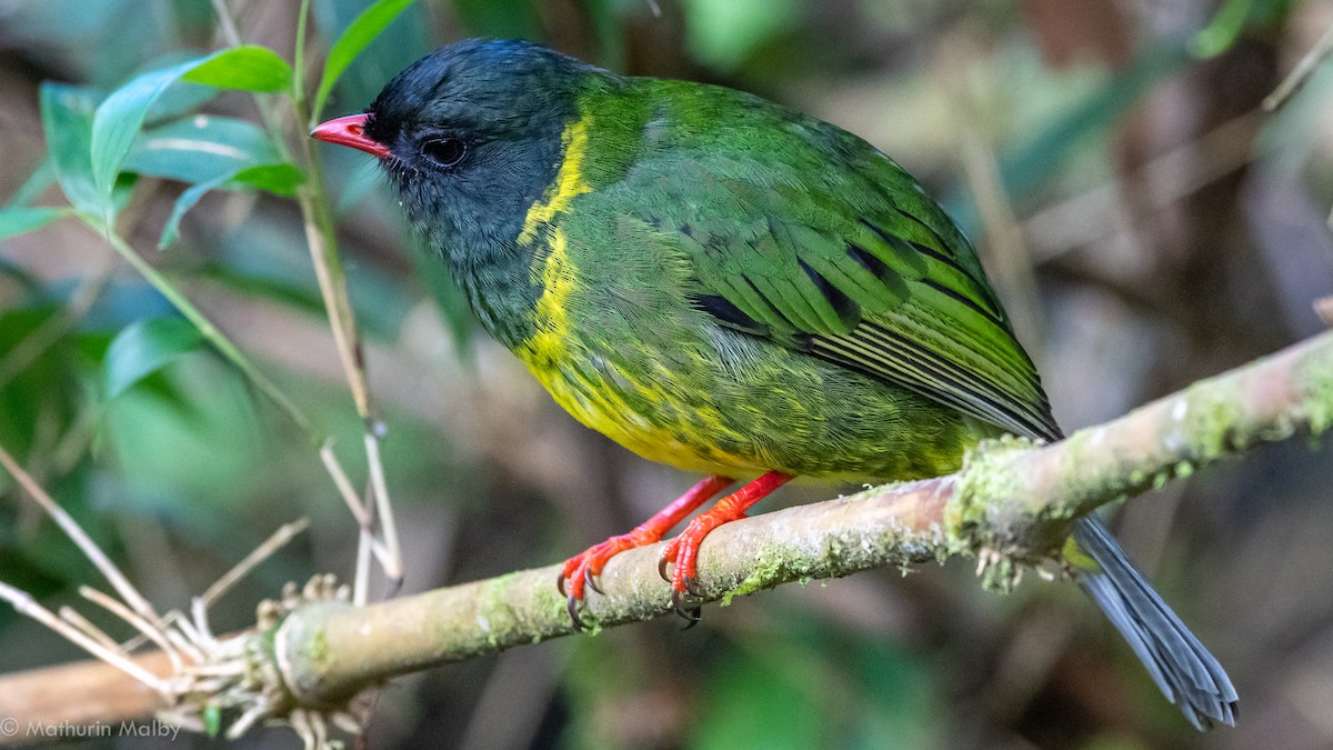 Green-and-black Fruiteater - Mathurin Malby