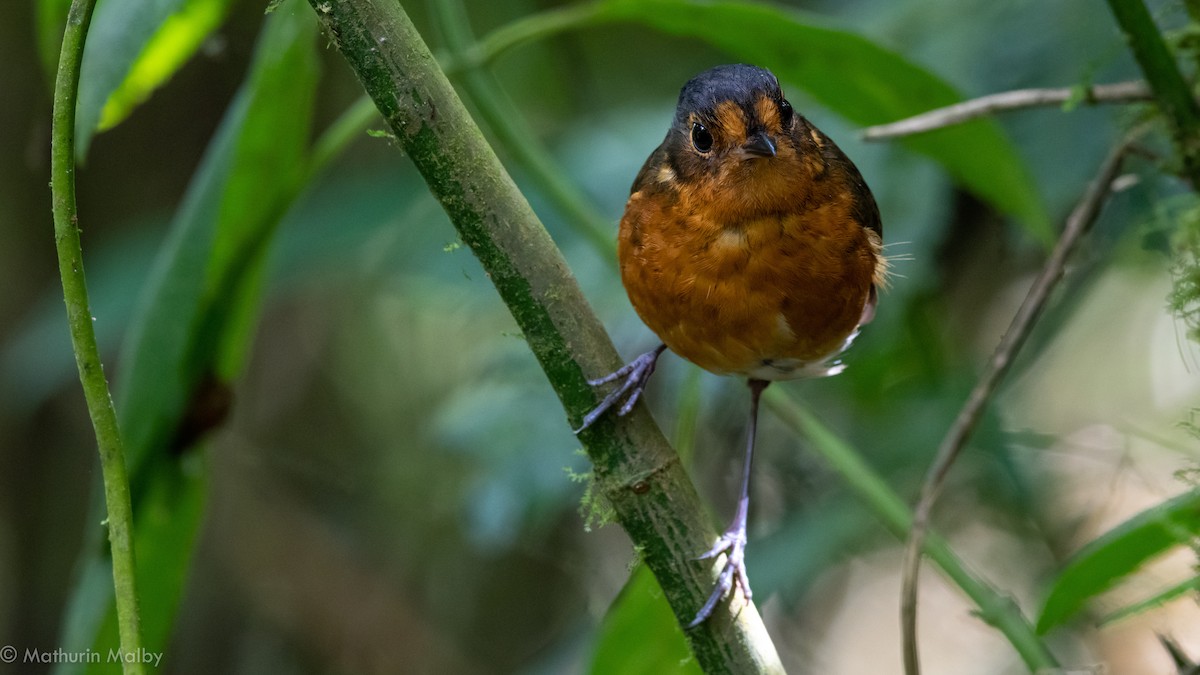 Slate-crowned Antpitta - Mathurin Malby