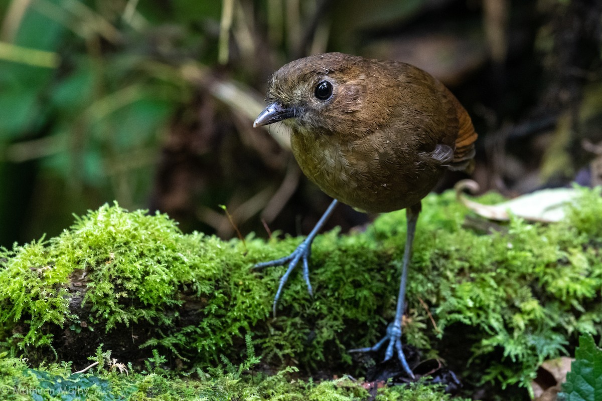 Brown-banded Antpitta - ML184437551