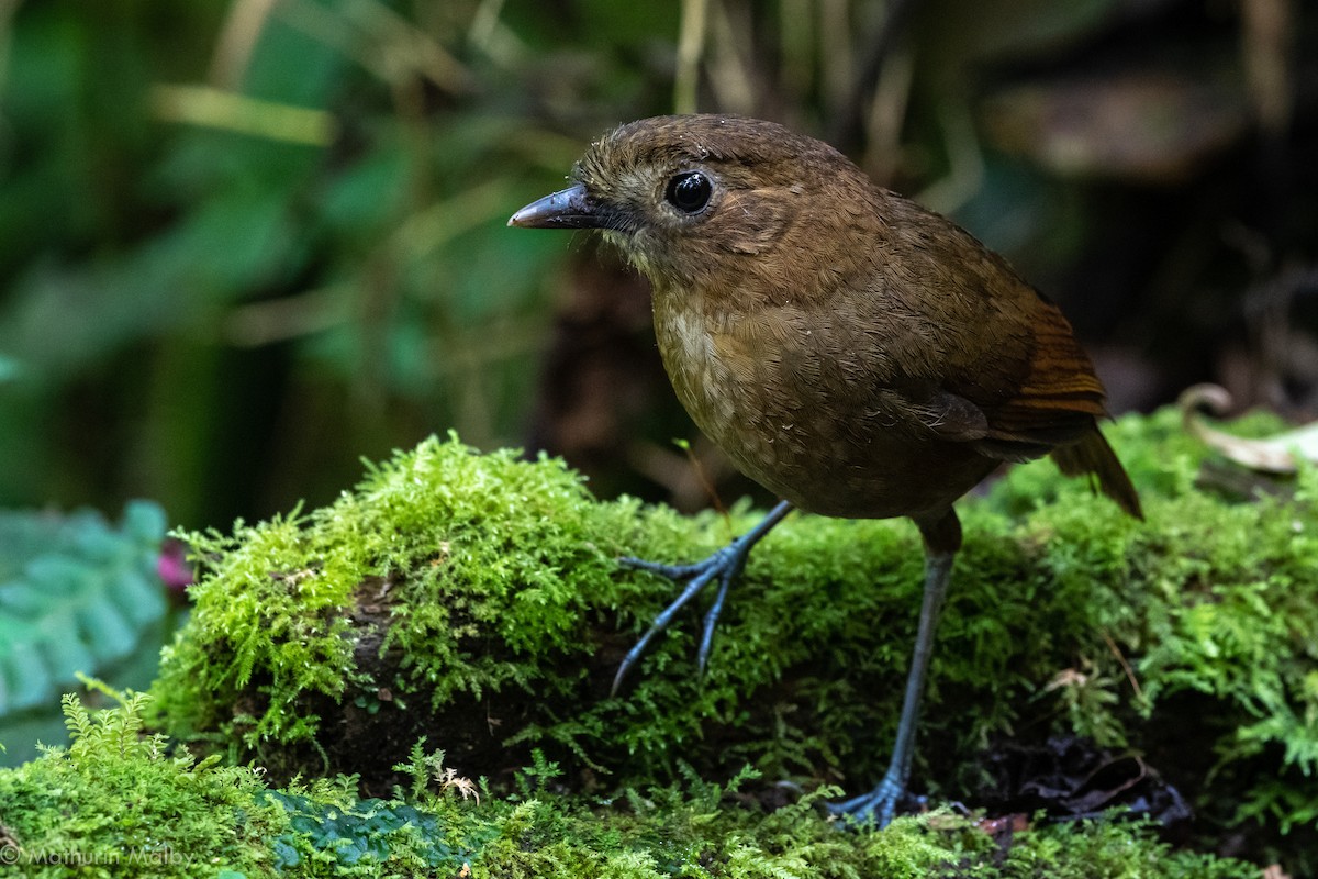 Brown-banded Antpitta - ML184437581