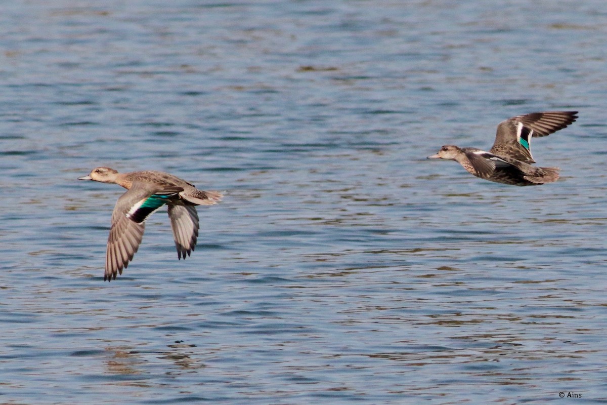 Green-winged Teal - ML184438711