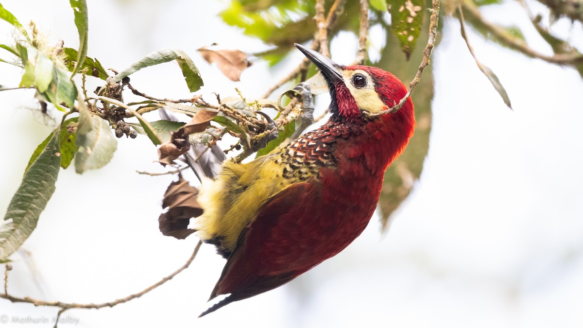Crimson-mantled Woodpecker - ML184438891