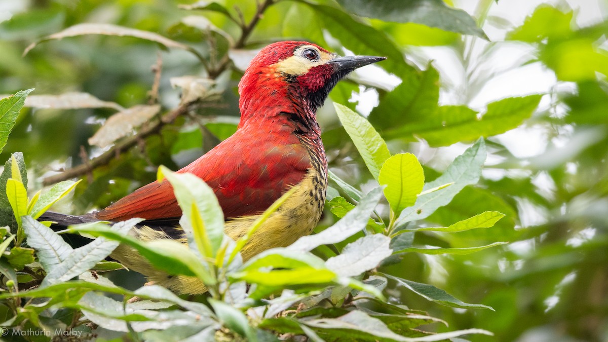Crimson-mantled Woodpecker - ML184438931