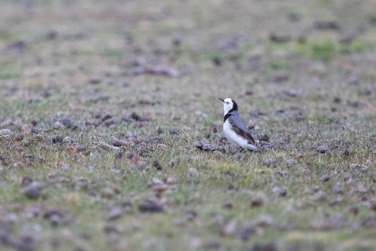 White-fronted Chat - ML184439041