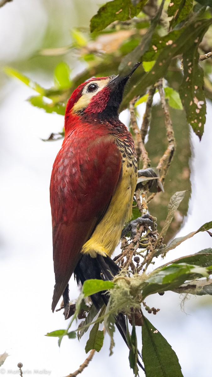 Crimson-mantled Woodpecker - Mathurin Malby