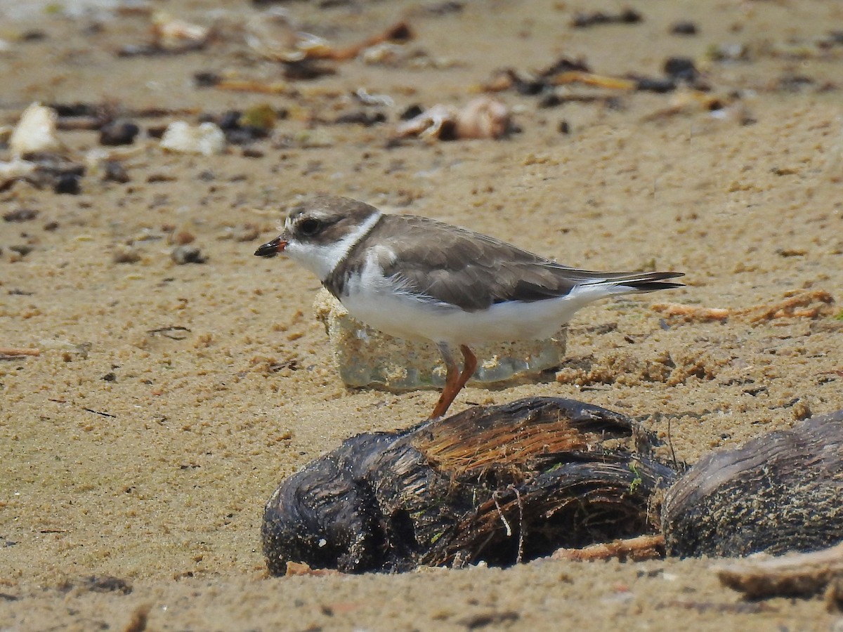 Semipalmated Plover - ML184439271