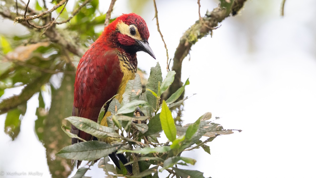 Crimson-mantled Woodpecker - ML184439321