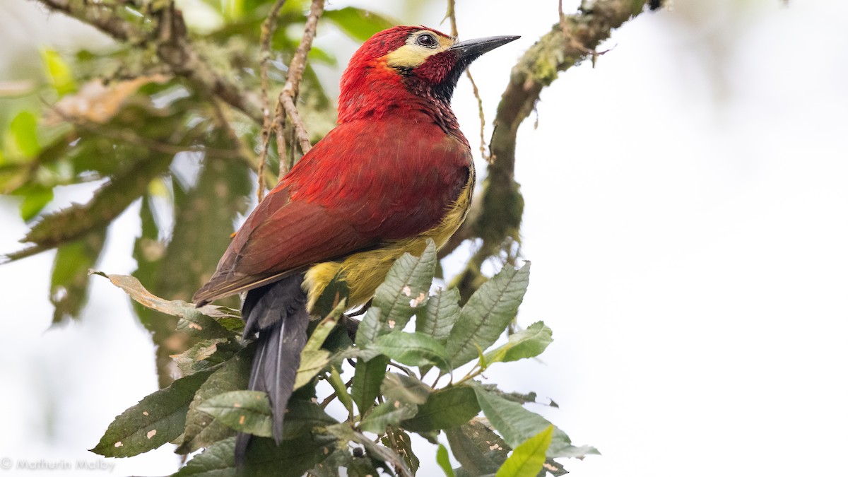Crimson-mantled Woodpecker - Mathurin Malby