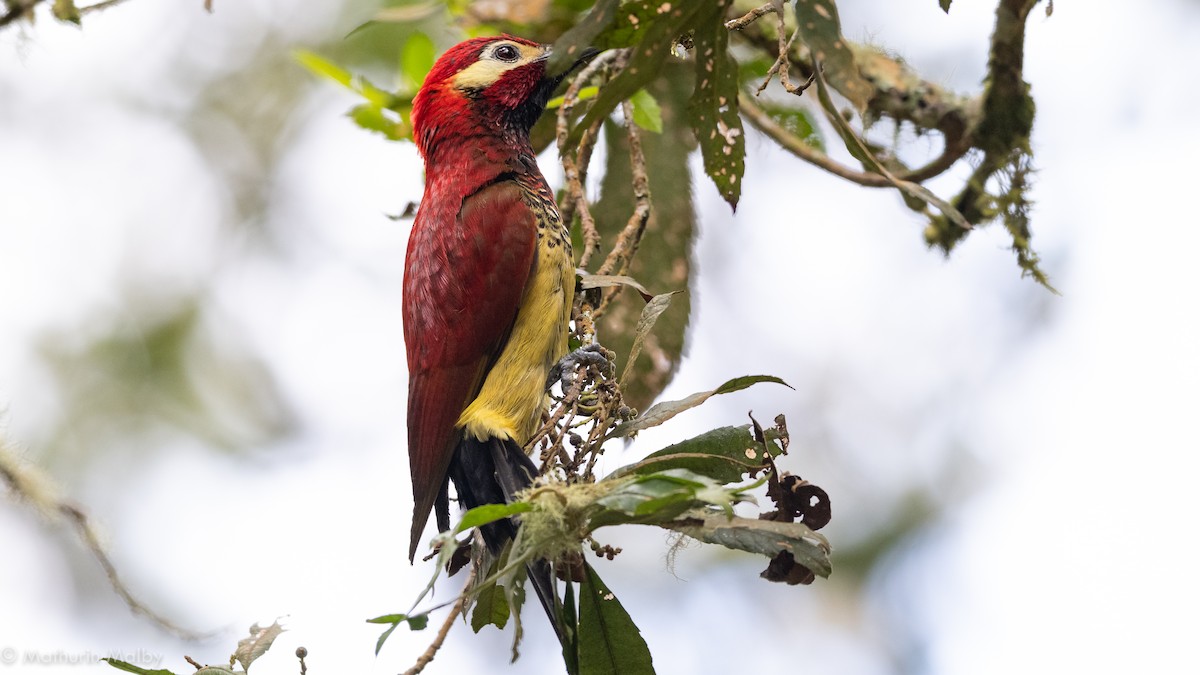 Crimson-mantled Woodpecker - ML184439421