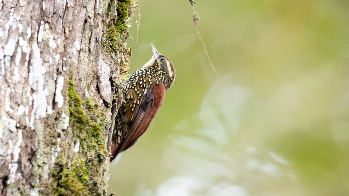 Pearled Treerunner - Mathurin Malby
