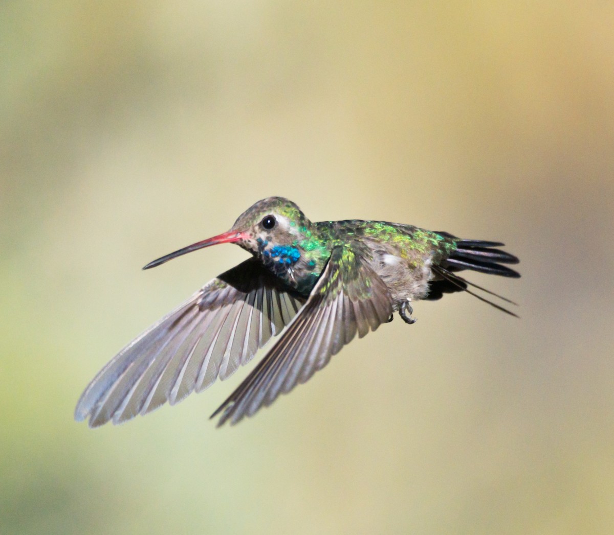 kolibřík širokozobý - ML184439761