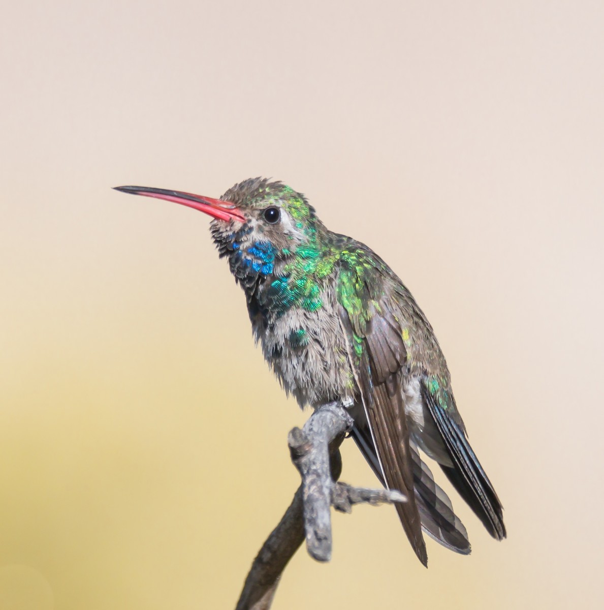 Broad-billed Hummingbird - Jim Merritt