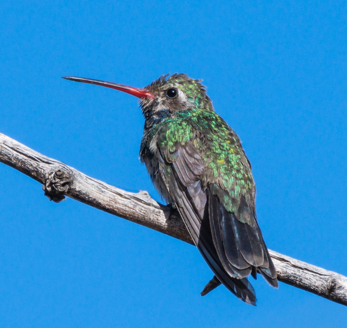 kolibřík širokozobý - ML184439941