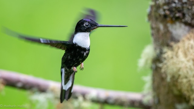 Black Inca Hummingbird