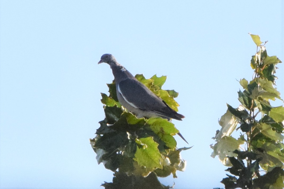 Common Wood-Pigeon - ML184443661