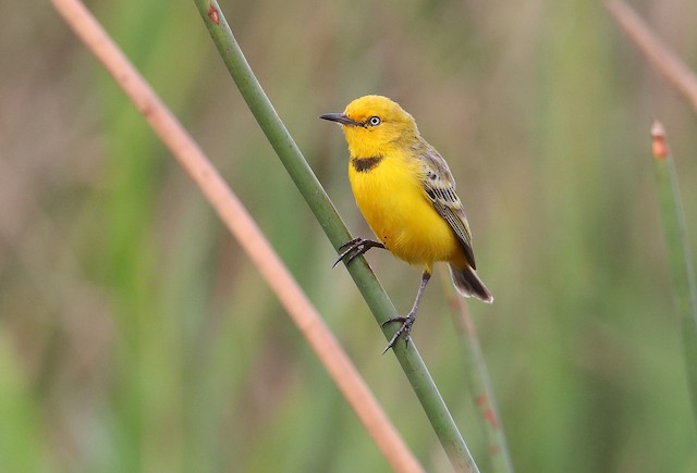Yellow Chat