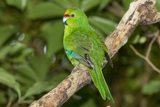 キガシラアオハシインコ Ebird