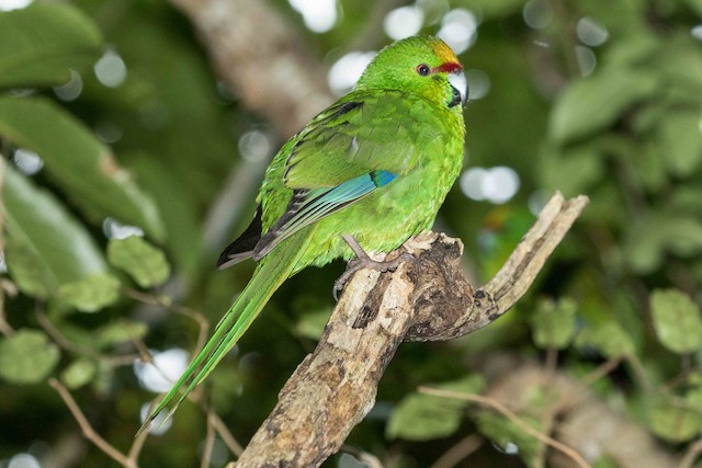 キガシラアオハシインコ Ebird