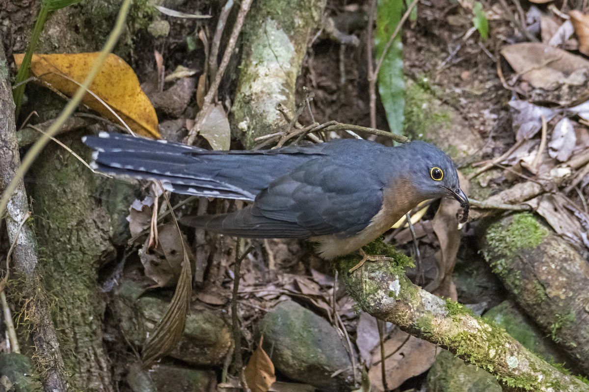 Fan-tailed Cuckoo - ML184448251