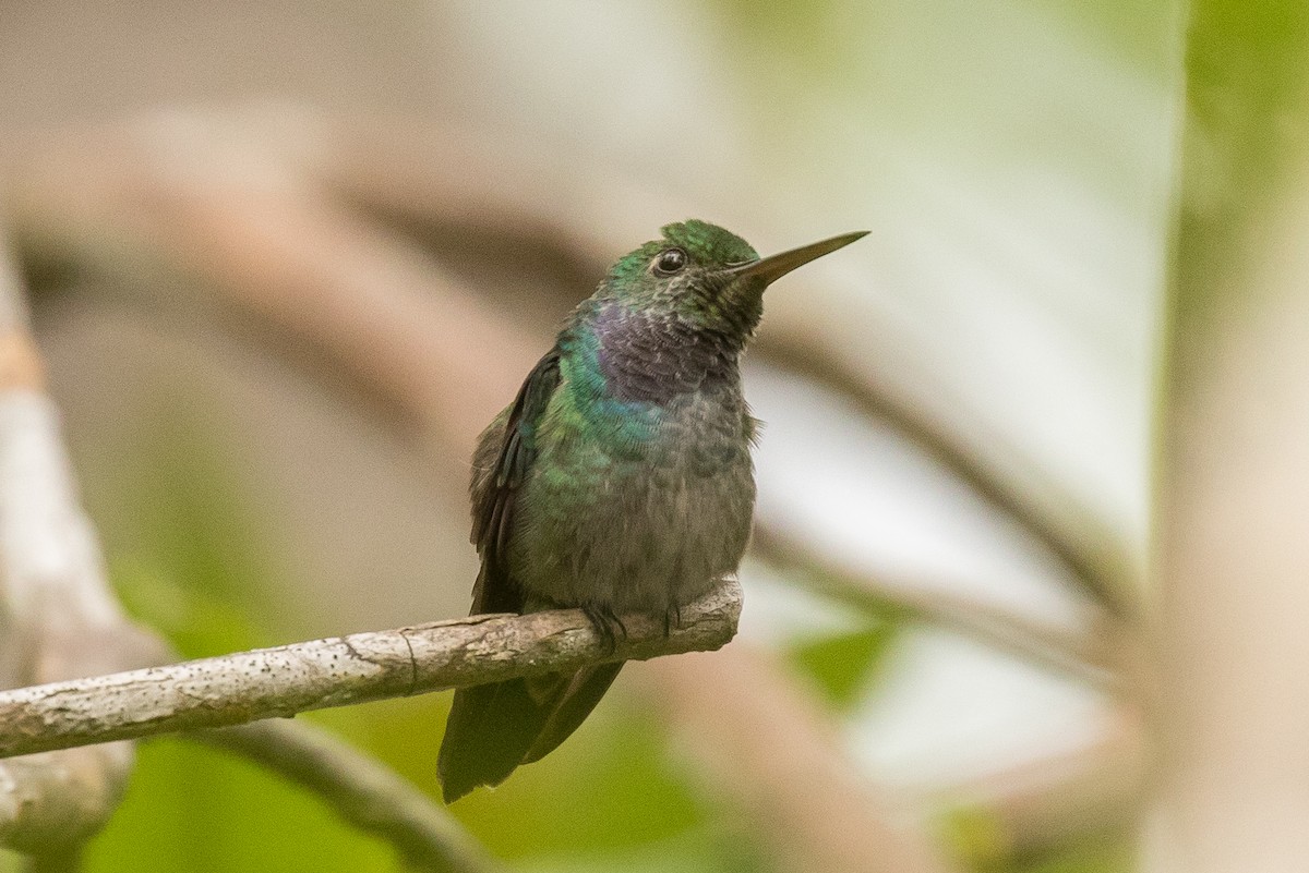 Blue-chested Hummingbird - Brad Dawson