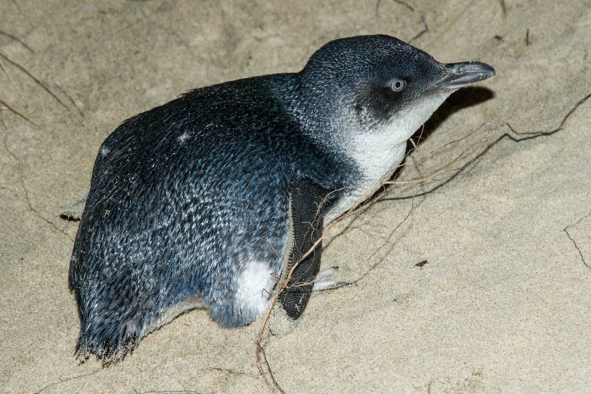 Пінгвін малий - ML184448761