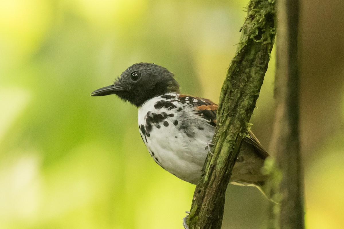 Spotted Antbird - ML184448891