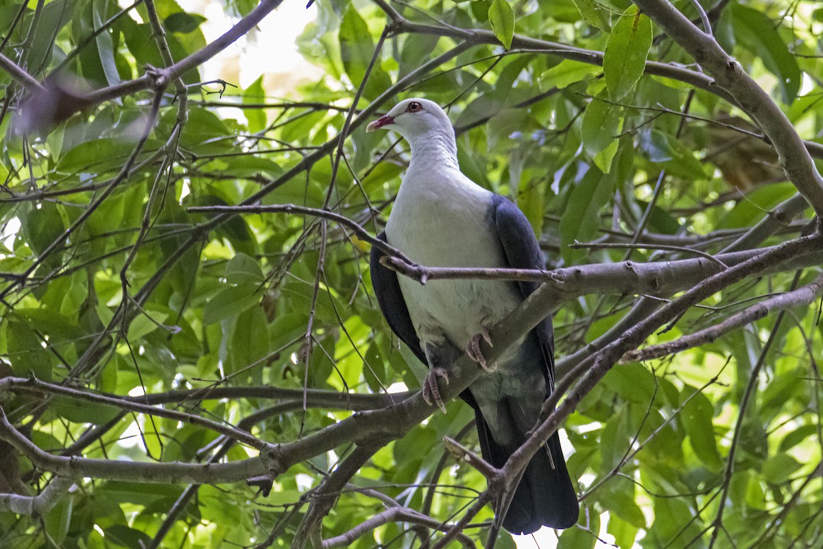 White-headed Pigeon - ML184449101