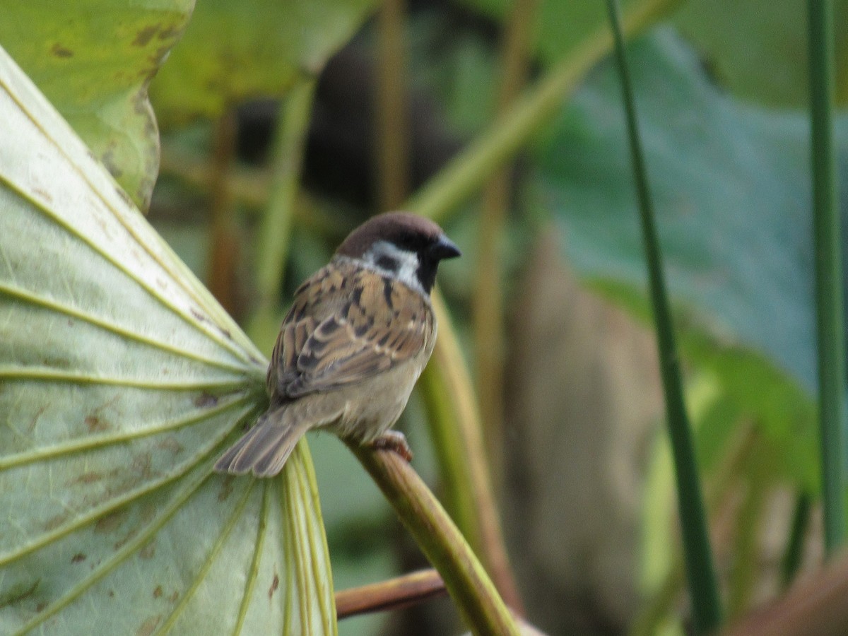 Eurasian Tree Sparrow - Brennen Beyer