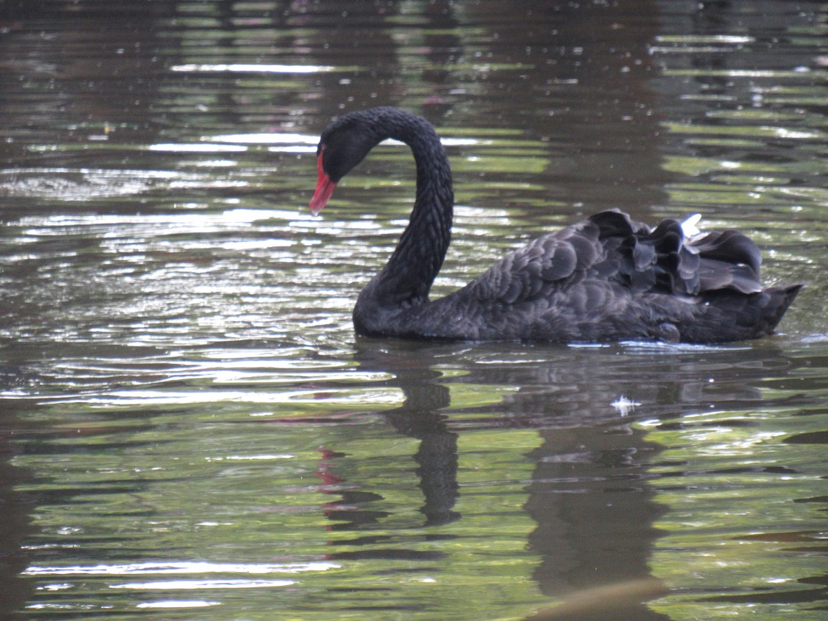 Black Swan - Brennen Beyer