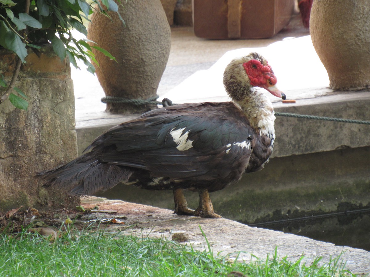 Muscovy Duck (Domestic type) - Brennen Beyer